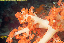 soft coral